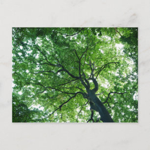 Beech Tree Postcard Postkarte