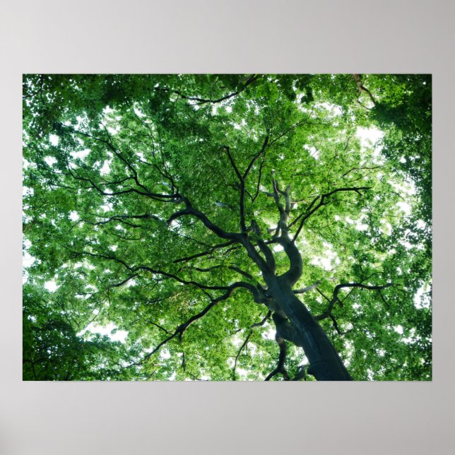 Beech Tree Poster (Vorne)