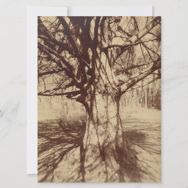Beech Tree (von Eugène Atget) Karte (Vorderseite)