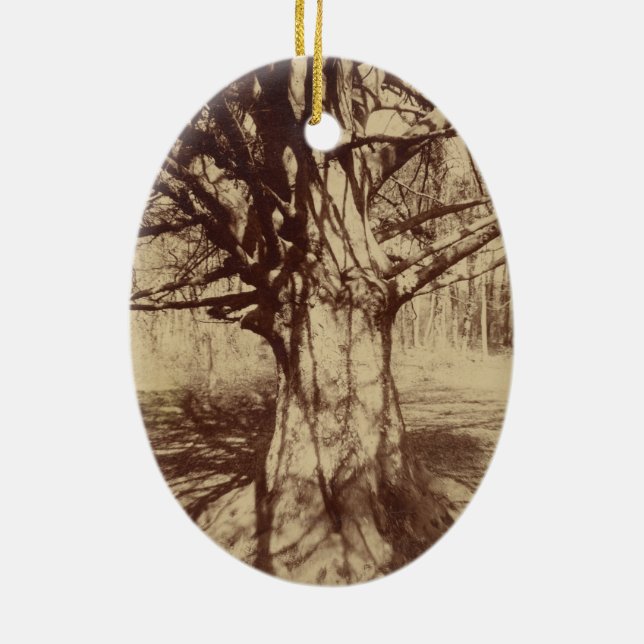 Beech Tree (von Eugène Atget) Keramik Ornament (Hinten)