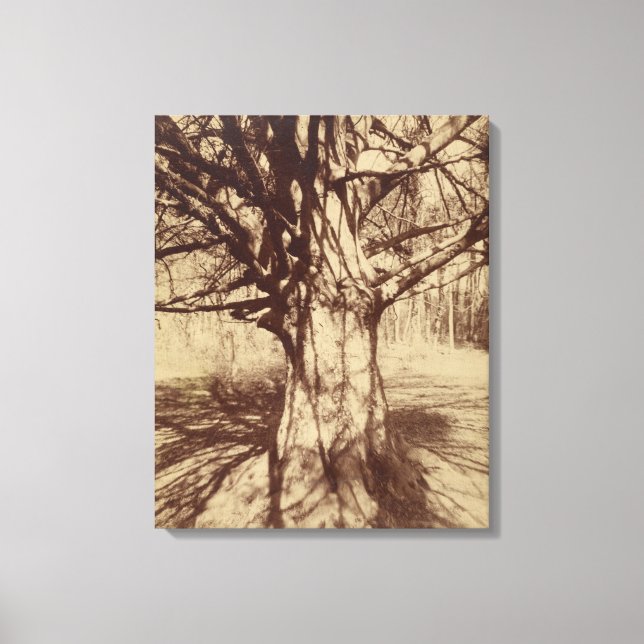Beech Tree (von Eugène Atget) Leinwanddruck (Vorderseite)