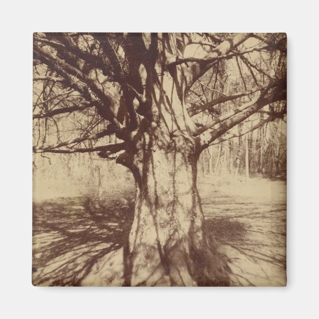 Beech Tree (von Eugène Atget) Magnet (Vorne)