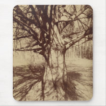 Beech Tree (von Eugène Atget)