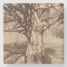 Beech Tree (von Eugène Atget)