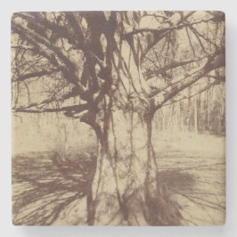 Beech Tree (von Eugène Atget) Steinuntersetzer