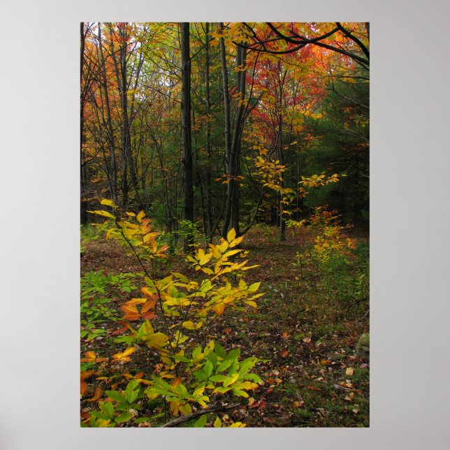 Beech Woods Poster (Vorne)