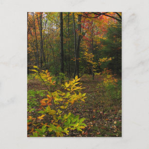 Beech Woods Postkarte