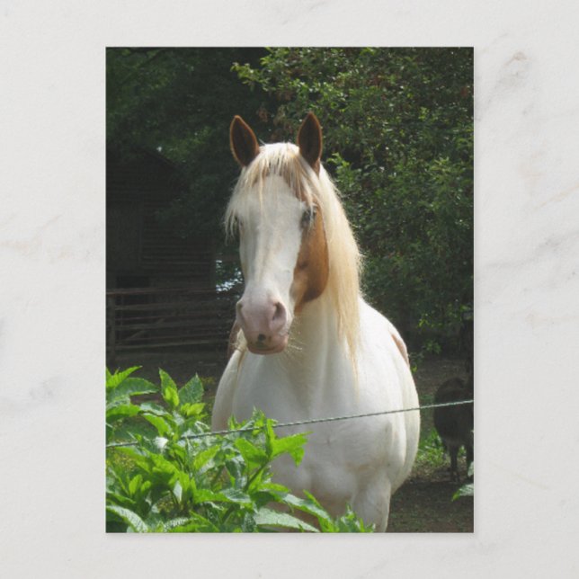 Beedahbeen Postkarte (Vorderseite)