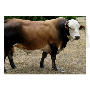 Beefmaster Stier Vieh-Porträt-leere Karte