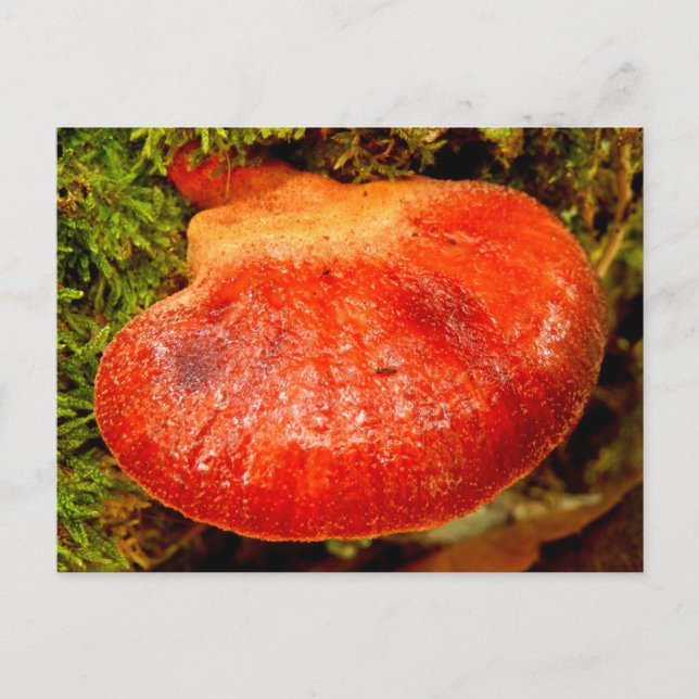 Beefsteak Fungus Postkarte (Vorderseite)