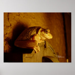 Beefy Tree Frog Print oder Poster