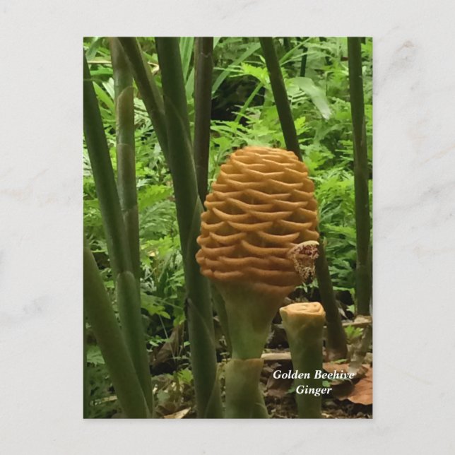 Beehive Ginger Tropische Pflanze Postkarte (Vorderseite)