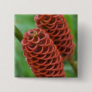 Beehive Ginger, Zingiber spectabile), Button