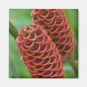Beehive Ginger, Zingiber spectabile), Magnet
