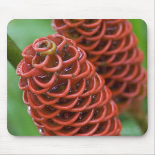 Beehive Ginger, Zingiber spectabile), Mousepad