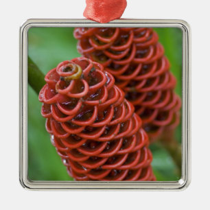 Beehive Ginger, Zingiber spectabile), Ornament Aus Metall