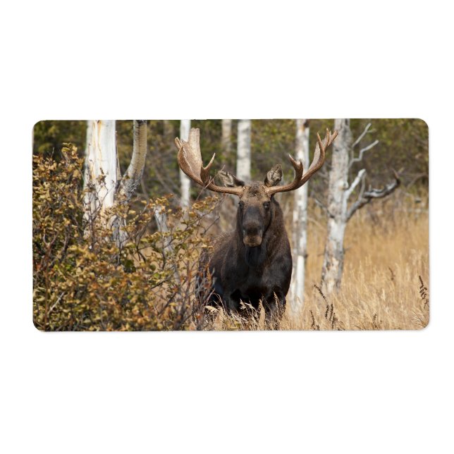 Beeindruckende Bull Moose (Vorne)