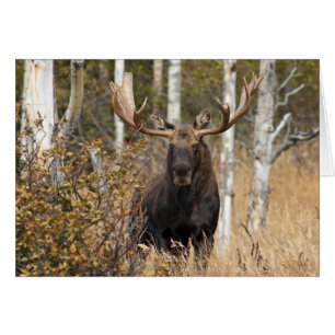 Beeindruckende Bull Moose