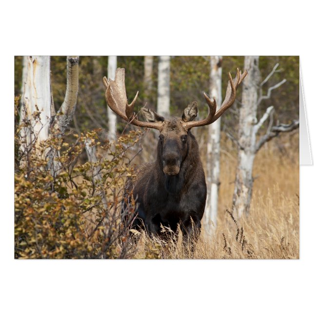 Beeindruckende Bull Moose (Vorderseite (Horizontal))