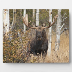 Beeindruckende Bull Moose Fotoplatte