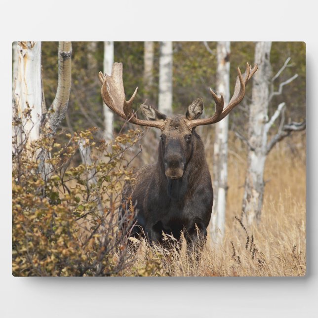 Beeindruckende Bull Moose Fotoplatte (Vorderseite)