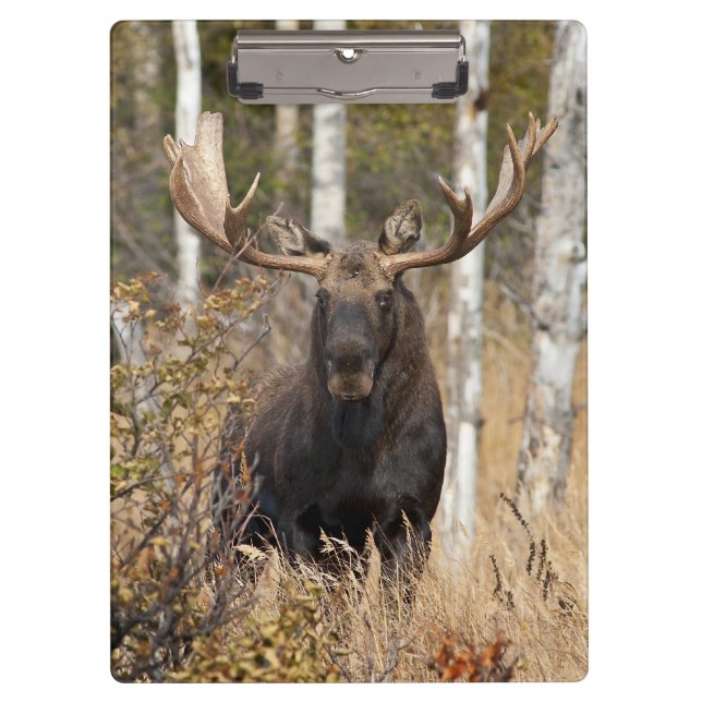 Beeindruckende Bull Moose Klemmbrett (Vorderseite)