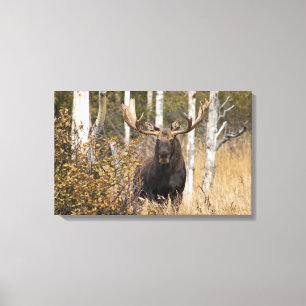 Beeindruckende Bull Moose Leinwanddruck