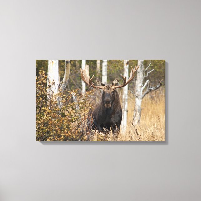 Beeindruckende Bull Moose Leinwanddruck (Vorderseite)