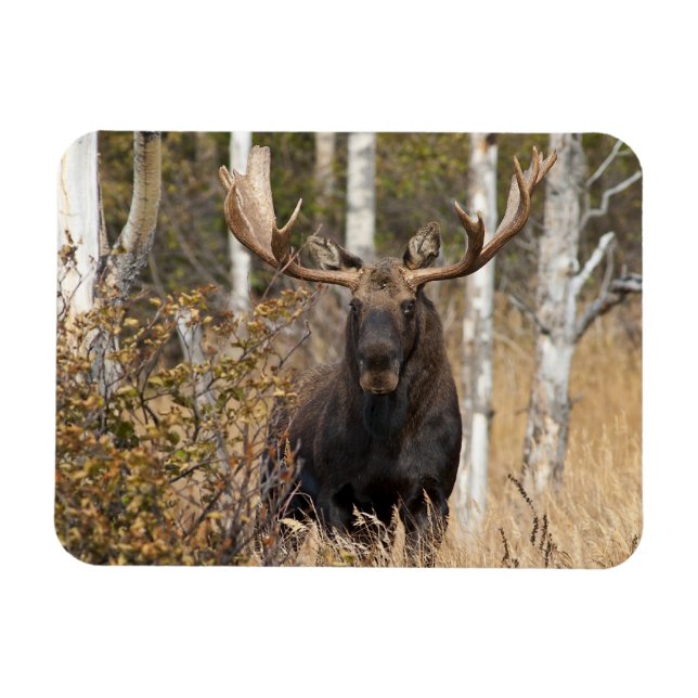 Beeindruckende Bull Moose Magnet (Horizontal)