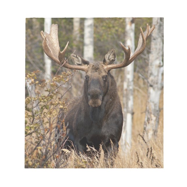 Beeindruckende Bull Moose Notizblock (Vorderseite)