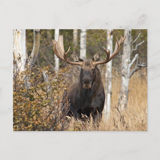 Beeindruckende Bull Moose Postkarte (Vorderseite)