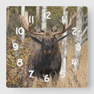Beeindruckende Bull Moose Quadratische Wanduhr