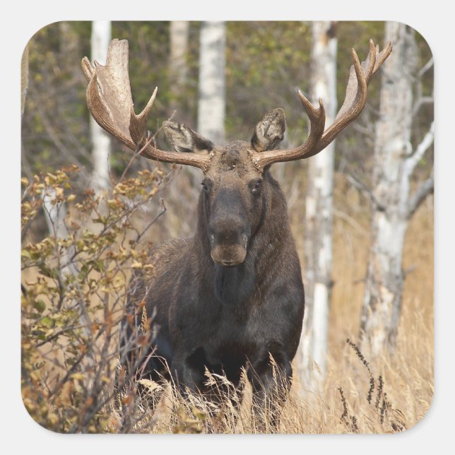 Beeindruckende Bull Moose Quadratischer Aufkleber (Vorderseite)