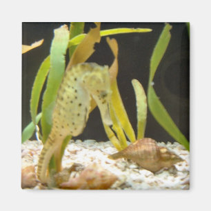 Beeinflussendes Seepferd - Magnet