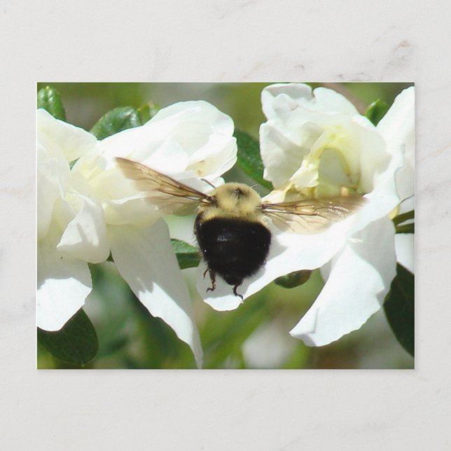 Bee'n beschäftigt postkarte (Vorderseite)