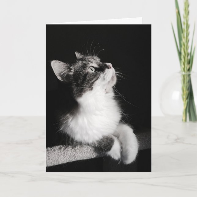 Beendigen Sie nicht, Karte zu träumen (Vorderseite)