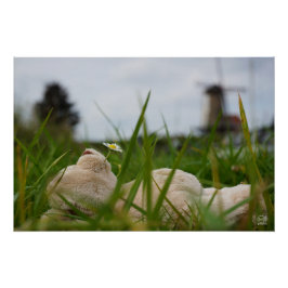 Beer relaxt in natuur met Hollandse molen. Poster