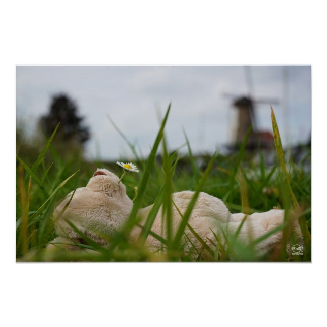 Beer relaxt in natuur met Hollandse molen. Poster (Vorderseite)