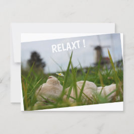 Beer relaxt in natuur met Hollandse molen. Postkarte