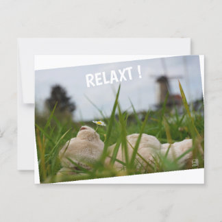 Beer relaxt in natuur met Hollandse molen. Postkarte