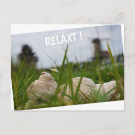 Beer relaxt in natuur met Hollandse molen. Postkarte