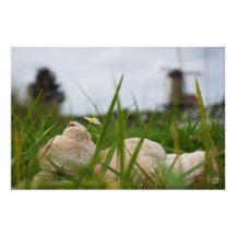 Beer relaxt liggend in het gras met een Hollandse 