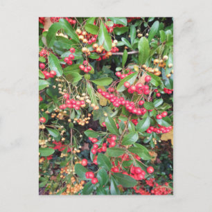 Beeren im Park Postkarte