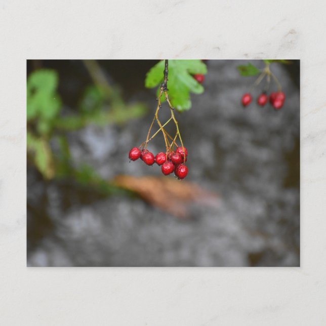 Beeren  postkarte (Vorderseite)