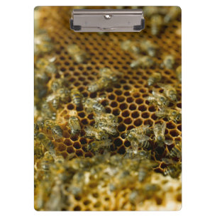 Bees in Hive, Western Cape, South Africa Klemmbrett
