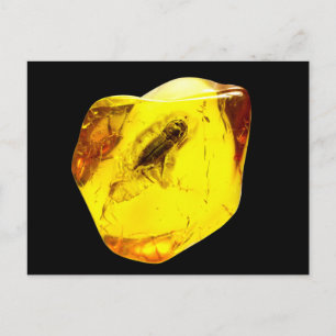Beetle amber inclusion postkarte
