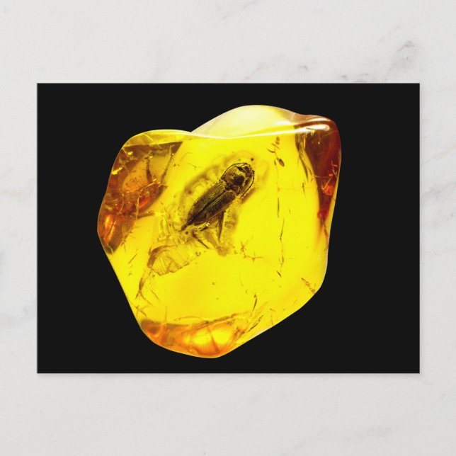 Beetle amber inclusion postkarte (Vorderseite)