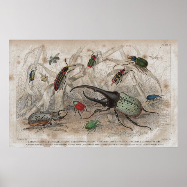 Beetle Antique Lithographic Print Poster (Vorne)
