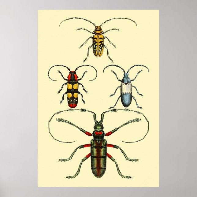 Beetle Insects Collection Poster (Vorne)