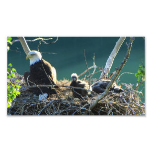 BEF-Weißkopfseeadler-Familie Fotodruck